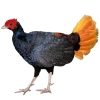 https://www.americanbreeder.com/images/com_adsmanager/categories/3187cat_t.jpg