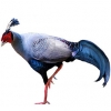 https://www.americanbreeder.com/images/com_adsmanager/categories/3194cat_t.jpg