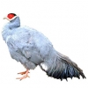 https://www.americanbreeder.com/images/com_adsmanager/categories/3200cat_t.jpg