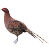 https://www.americanbreeder.com/images/com_adsmanager/categories/3206cat_t.jpg