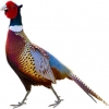 https://www.americanbreeder.com/images/com_adsmanager/categories/3208cat_t.jpg