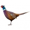 https://www.americanbreeder.com/images/com_adsmanager/categories/3209cat_t.jpg