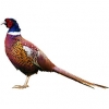 https://www.americanbreeder.com/images/com_adsmanager/categories/3211cat_t.jpg