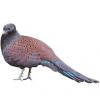 https://www.americanbreeder.com/images/com_adsmanager/categories/3218cat_t.jpg