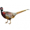 https://www.americanbreeder.com/images/com_adsmanager/categories/3230cat_t.jpg