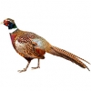 https://www.americanbreeder.com/images/com_adsmanager/categories/3231cat_t.jpg