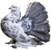 https://www.americanbreeder.com/images/com_adsmanager/categories/3235cat_t.jpg