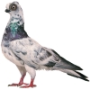 https://www.americanbreeder.com/images/com_adsmanager/categories/3249cat_t.jpg