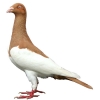 https://www.americanbreeder.com/images/com_adsmanager/categories/3251cat_t.jpg