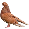 https://www.americanbreeder.com/images/com_adsmanager/categories/3252cat_t.jpg