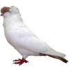https://www.americanbreeder.com/images/com_adsmanager/categories/3253cat_t.jpg