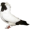 https://www.americanbreeder.com/images/com_adsmanager/categories/3254cat_t.jpg