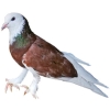https://www.americanbreeder.com/images/com_adsmanager/categories/3259cat_t.jpg