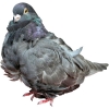 https://www.americanbreeder.com/images/com_adsmanager/categories/3265cat_t.jpg