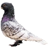 https://www.americanbreeder.com/images/com_adsmanager/categories/3268cat_t.jpg