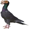 https://www.americanbreeder.com/images/com_adsmanager/categories/3274cat_t.jpg