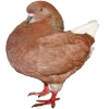 https://www.americanbreeder.com/images/com_adsmanager/categories/3291cat_t.jpg