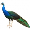 https://www.americanbreeder.com/images/com_adsmanager/categories/3297cat_t.jpg