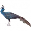 https://www.americanbreeder.com/images/com_adsmanager/categories/3306cat_t.jpg
