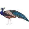 https://www.americanbreeder.com/images/com_adsmanager/categories/3309cat_t.jpg