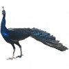 https://www.americanbreeder.com/images/com_adsmanager/categories/3310cat_t.jpg