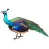 https://www.americanbreeder.com/images/com_adsmanager/categories/3311cat_t.jpg