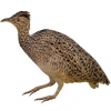 https://www.americanbreeder.com/images/com_adsmanager/categories/3315cat_t.jpg