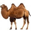 https://www.americanbreeder.com/images/com_adsmanager/categories/3319cat_t.jpg