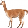 https://www.americanbreeder.com/images/com_adsmanager/categories/3323cat_t.jpg