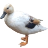 https://www.americanbreeder.com/images/com_adsmanager/categories/3332cat_t.jpg