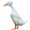 https://www.americanbreeder.com/images/com_adsmanager/categories/3334cat_t.jpg