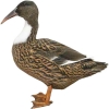 https://www.americanbreeder.com/images/com_adsmanager/categories/3335cat_t.jpg