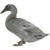 https://www.americanbreeder.com/images/com_adsmanager/categories/3336cat_t.jpg