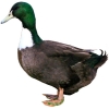 https://www.americanbreeder.com/images/com_adsmanager/categories/3342cat_t.jpg