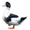 https://www.americanbreeder.com/images/com_adsmanager/categories/3345cat_t.jpg