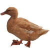 https://www.americanbreeder.com/images/com_adsmanager/categories/3346cat_t.jpg