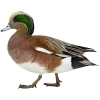 https://www.americanbreeder.com/images/com_adsmanager/categories/3352cat_t.jpg