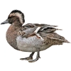 https://www.americanbreeder.com/images/com_adsmanager/categories/3355cat_t.jpg
