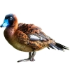 https://www.americanbreeder.com/images/com_adsmanager/categories/3360cat_t.jpg