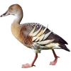 https://www.americanbreeder.com/images/com_adsmanager/categories/3363cat_t.jpg