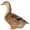 https://www.americanbreeder.com/images/com_adsmanager/categories/3366cat_t.jpg