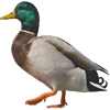 https://www.americanbreeder.com/images/com_adsmanager/categories/3368cat_t.jpg