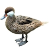 https://www.americanbreeder.com/images/com_adsmanager/categories/3372cat_t.jpg