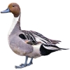 https://www.americanbreeder.com/images/com_adsmanager/categories/3373cat_t.jpg