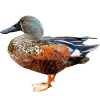 https://www.americanbreeder.com/images/com_adsmanager/categories/3379cat_t.jpg