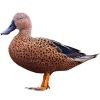 https://www.americanbreeder.com/images/com_adsmanager/categories/3381cat_t.jpg