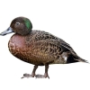 https://www.americanbreeder.com/images/com_adsmanager/categories/3387cat_t.jpg