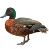 https://www.americanbreeder.com/images/com_adsmanager/categories/3390cat_t.jpg