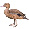 https://www.americanbreeder.com/images/com_adsmanager/categories/3395cat_t.jpg