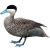 https://www.americanbreeder.com/images/com_adsmanager/categories/3397cat_t.jpg